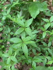 Galium latifolium