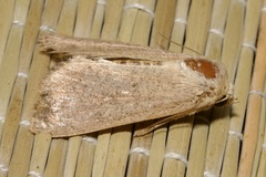Mythimna ferrago