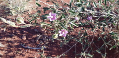 Hibiscus burtonii