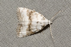 Meganola albula