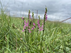 Spiranthes sinensis