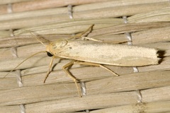 Eilema palliatella
