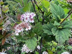 Spiraea hayatana