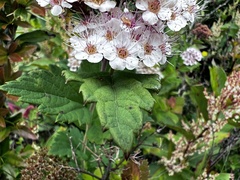 Spiraea hayatana