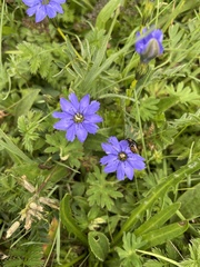 Gentiana pudica