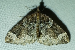 Eulithis destinata