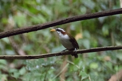 Pomatorhinus schisticeps