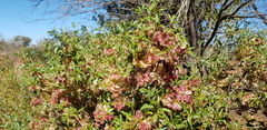Dodonaea petiolaris