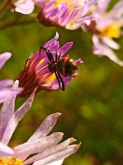 Synema globosum