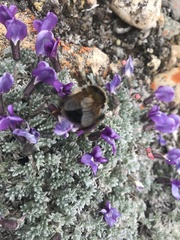 Bombus natvigi