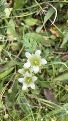 Gentiana straminea