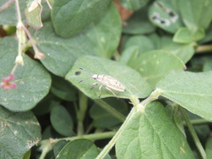 Catorhintha