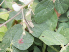 Catorhintha