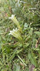 Gentiana straminea
