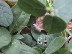 Catorhintha