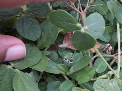 Catorhintha