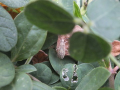 Catorhintha