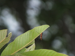 Zelus longipes