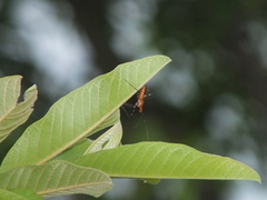 Zelus longipes