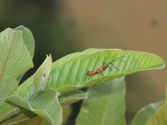 Zelus longipes