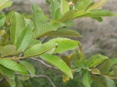 Zelus longipes