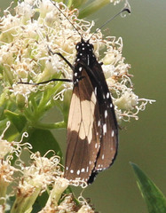 Amauris albimaculata