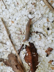 Krynickillus melanocephalus