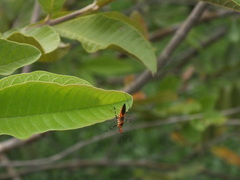 Zelus longipes