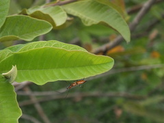 Zelus longipes
