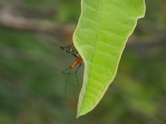 Zelus longipes