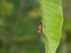 Zelus longipes