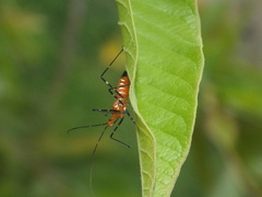 Zelus longipes