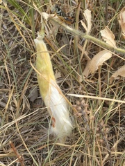 Asclepias lanuginosa