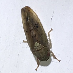 Ponana quadralaba
