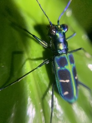 Cosmodela barmanica
