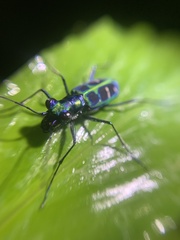 Cosmodela barmanica