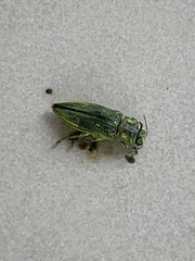Chrysodema