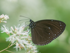 Euploea tulliolus koxinga