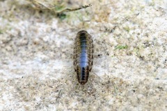 Chaetophiloscia elongata