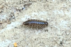 Chaetophiloscia elongata