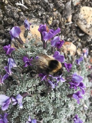 Bombus natvigi