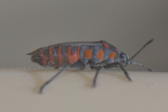 Spilostethus lemniscatus