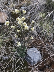 Draba cinerea