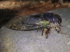 Neotibicen lyricen engelhardti