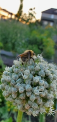 Bombus occidentalis