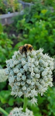 Bombus occidentalis