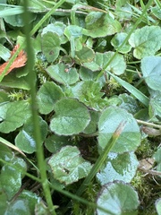 Chrysosplenium oppositifolium