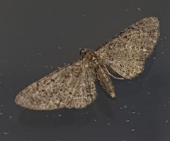 Eupithecia icterata