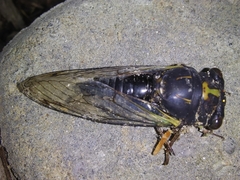 Neotibicen lyricen engelhardti