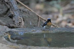 Cyornis glaucicomans
